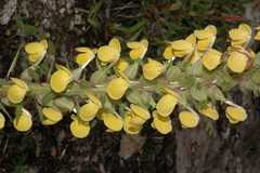 Pedicularis bicornuta